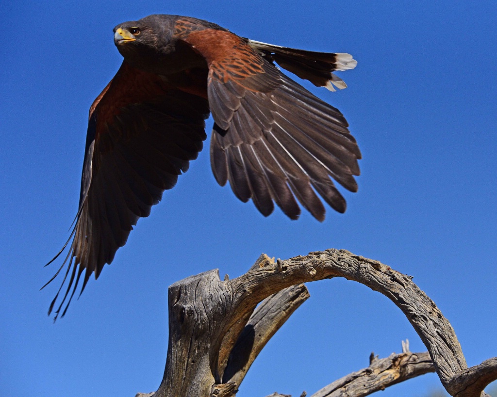 Harris' Hawk In Flight - ID: 15679278 © William S. Briggs