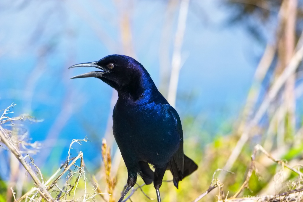 Boat-Tailed Grackle