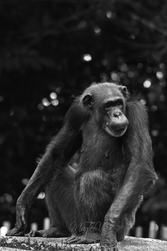 Wildlife Series - Monkey: Chimpanzee - ID: 15679384 © Magdalene Teo