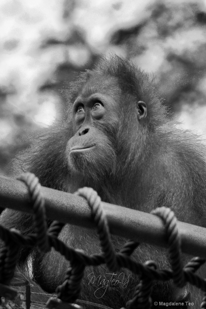 Wildlife Series - Monkey: Orangutan  - ID: 15679386 © Magdalene Teo