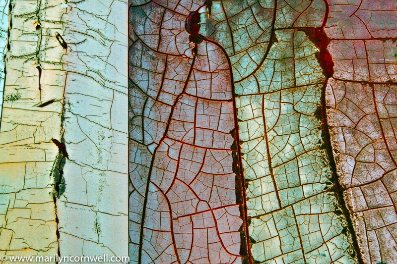 Nature or Nurture - ID: 15679422 © Marilyn Cornwell