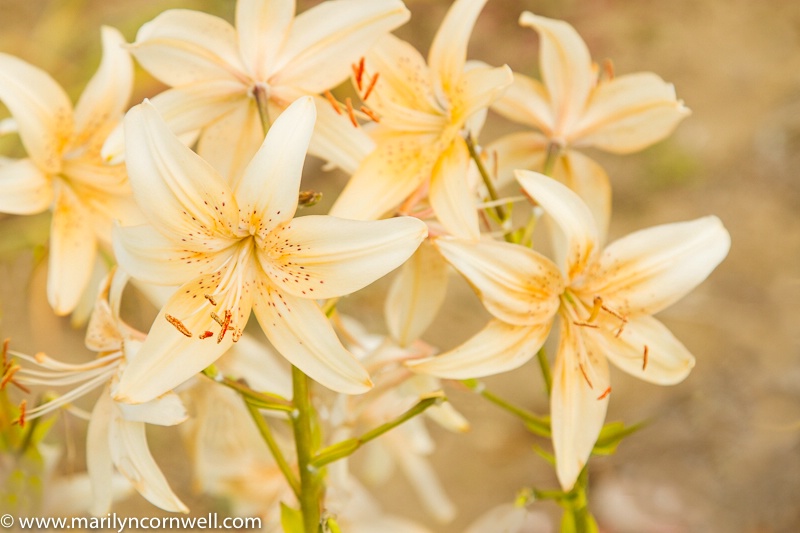 Lilycrest Lilies - ID: 15679424 © Marilyn Cornwell