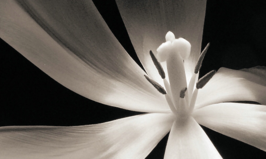 tulip, in sepia