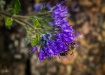 Busy Bee