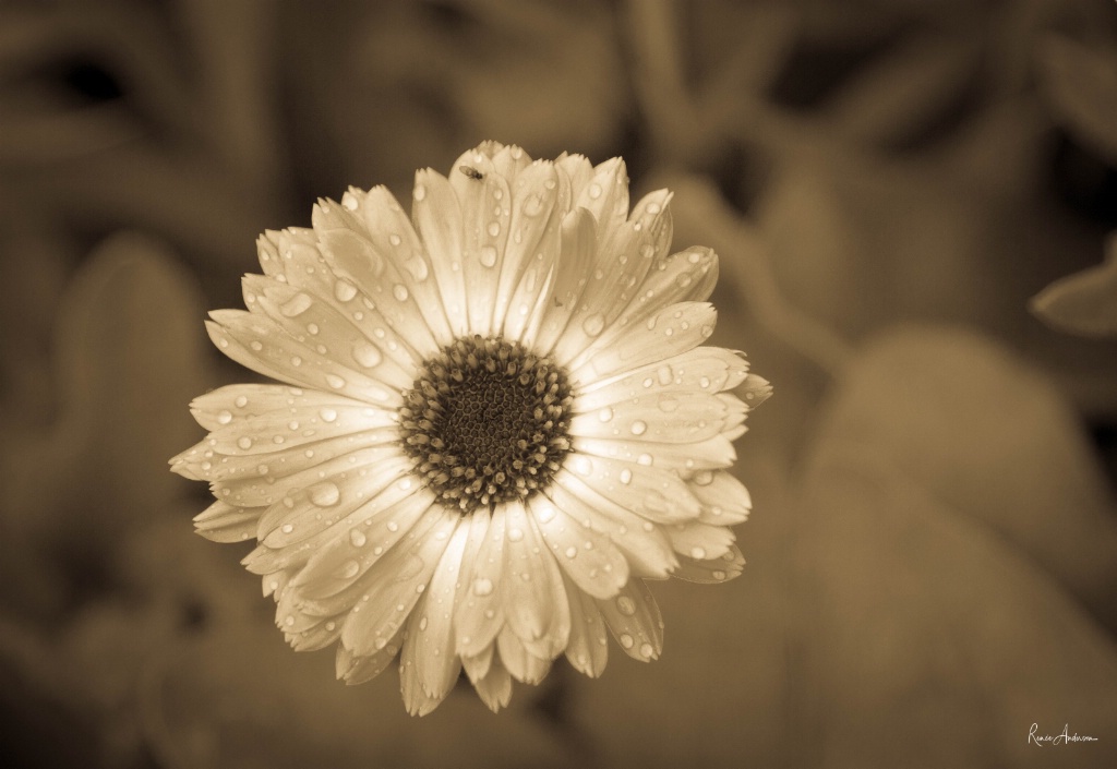 Daisy in Sepia