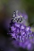 Study in Purple