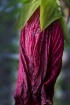 Wilted