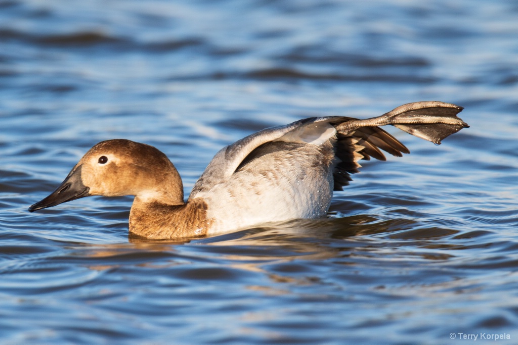 Duck Yoga - ID: 15679565 © Terry Korpela