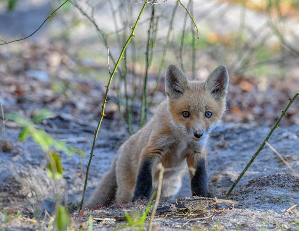 Baby Fox - ID: 15679630 © James W. Betts