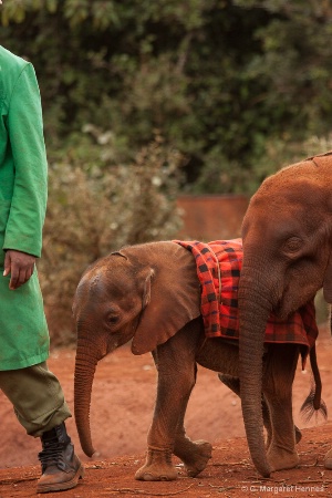 Orphan Elephants - David Sheldrick Orphanage