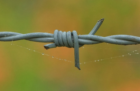 Barbed Wire and Dew