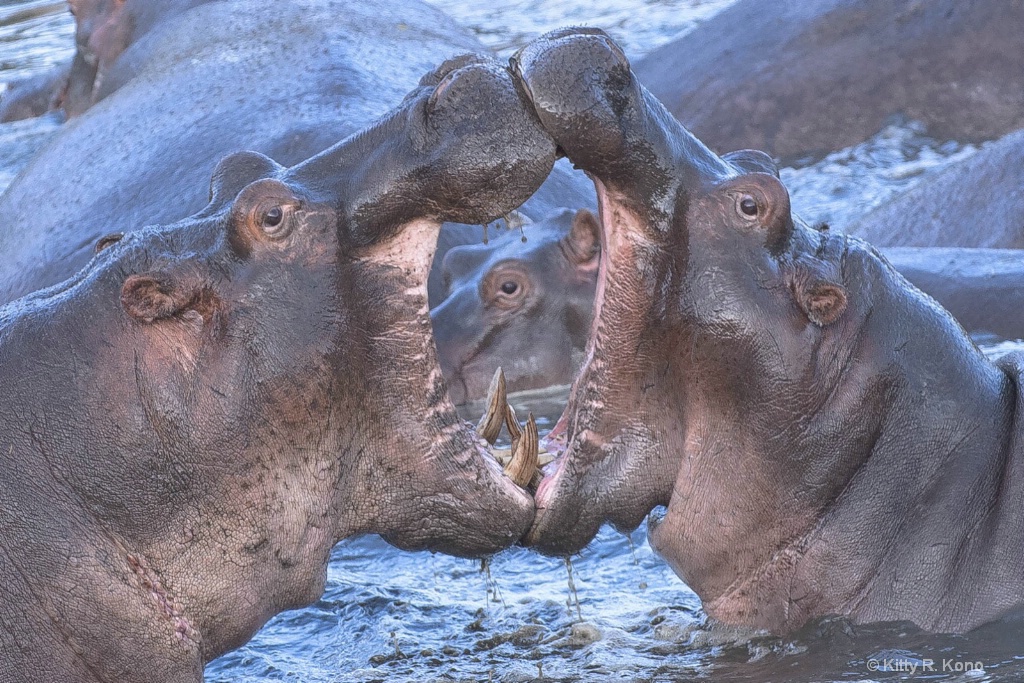 Three Eyes on The Serengeti - ID: 15679728 © Kitty R. Kono