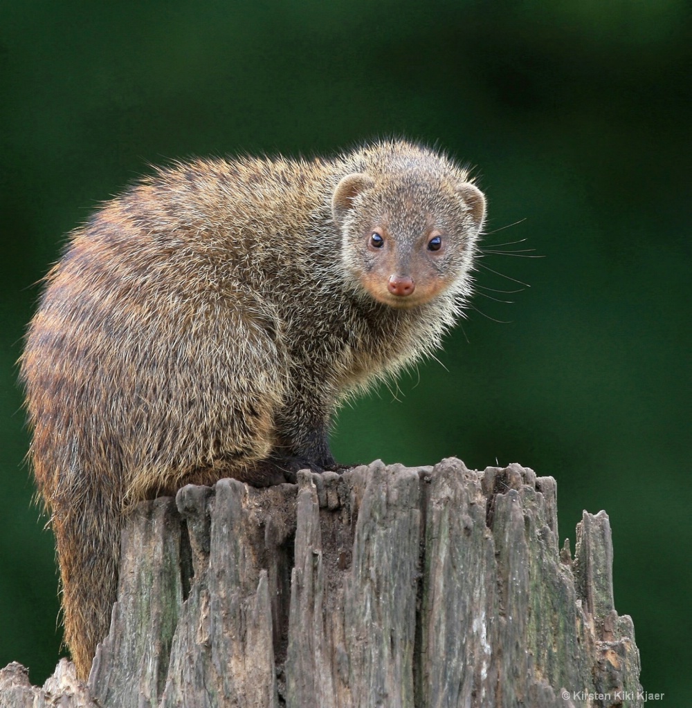 Baby Zebra Mongoose