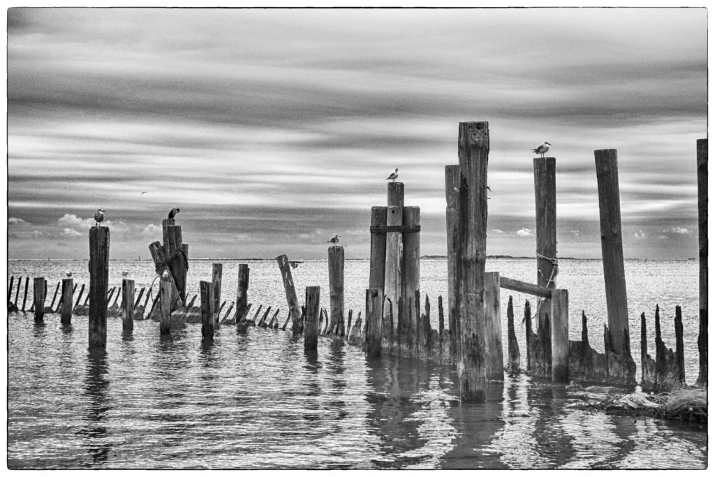 Jarrett Bay Seagull Roost