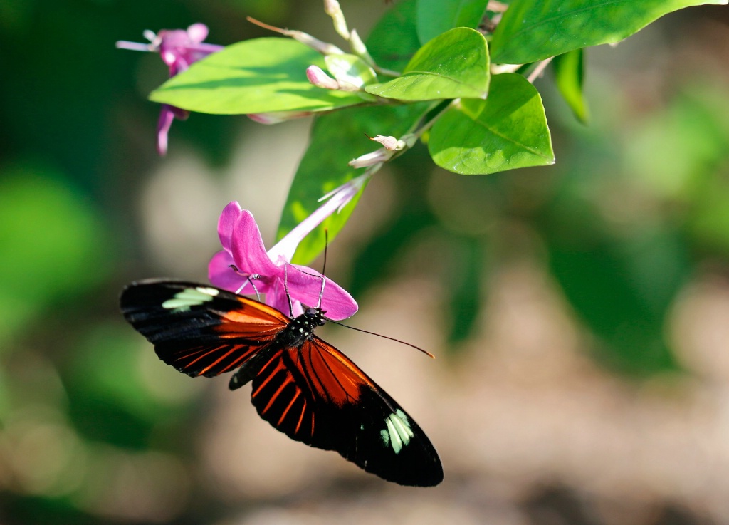 Butterfly 1 - ID: 15679759 © Rhonda Maurer
