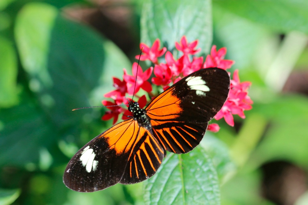 Butterfly 2 - ID: 15679766 © Rhonda Maurer