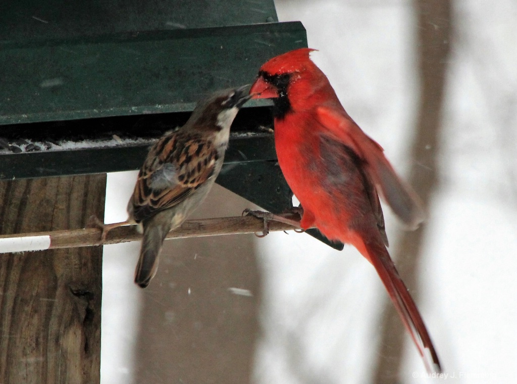 Cardinal  Friend sharing