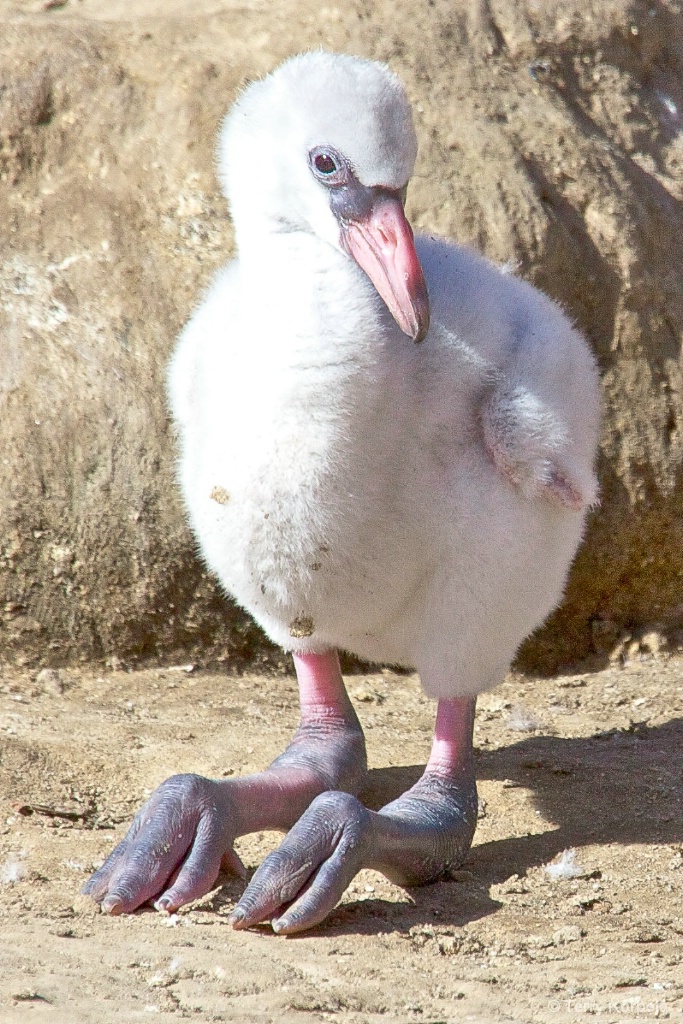 2 Week Old Flamingo