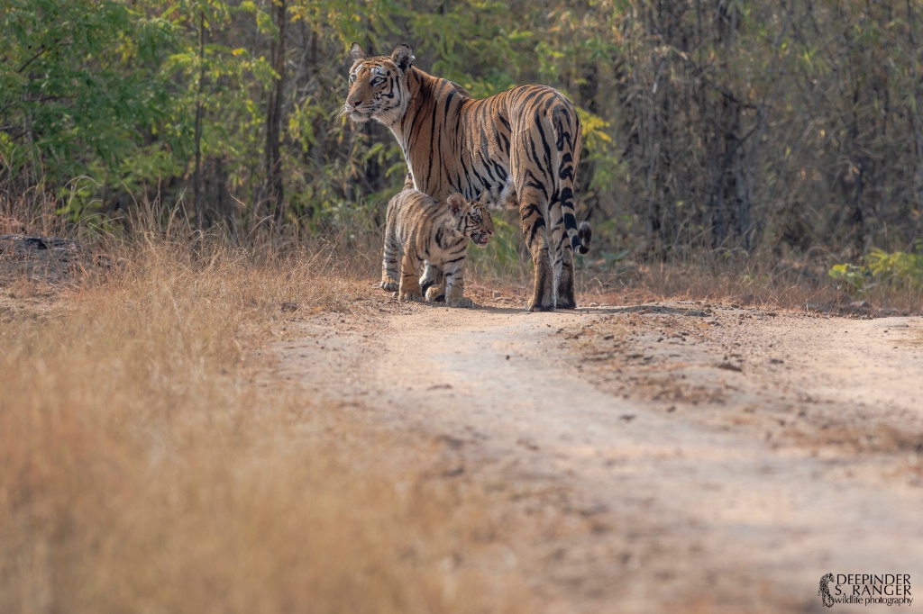 Tigress and her 4 months old cub