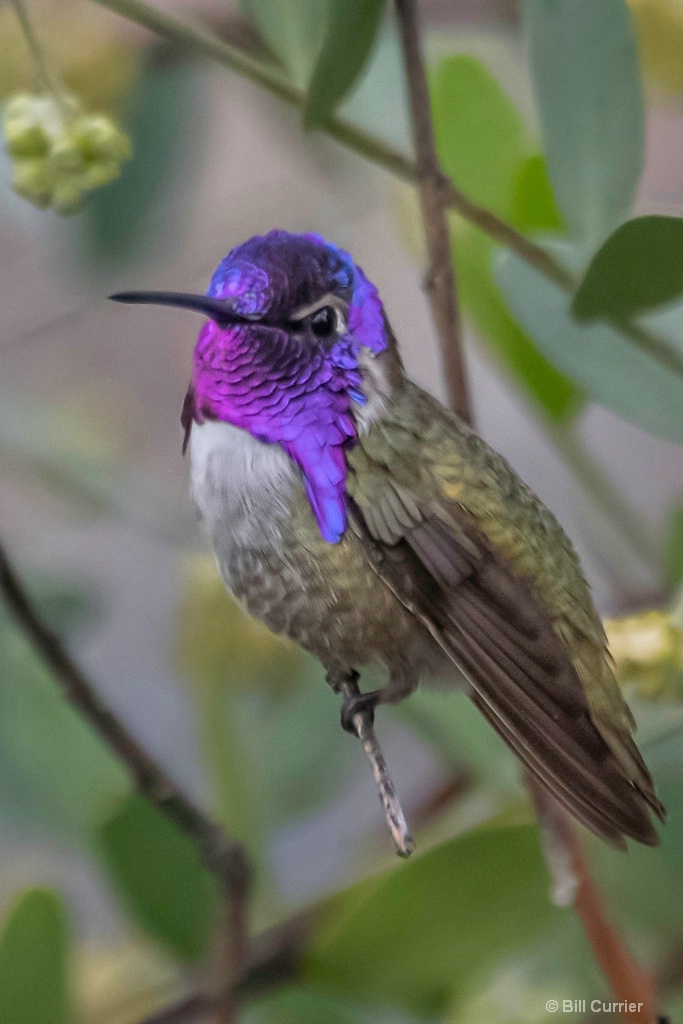 Anna's Hummingbird - ID: 15679959 © Bill Currier