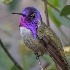 © Bill Currier PhotoID # 15679959: Anna's Hummingbird