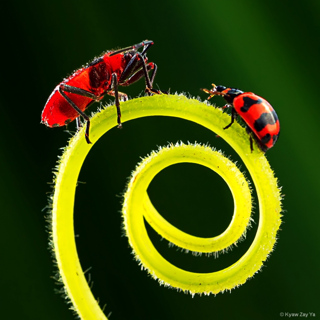 Love Insects