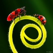 Love Insects