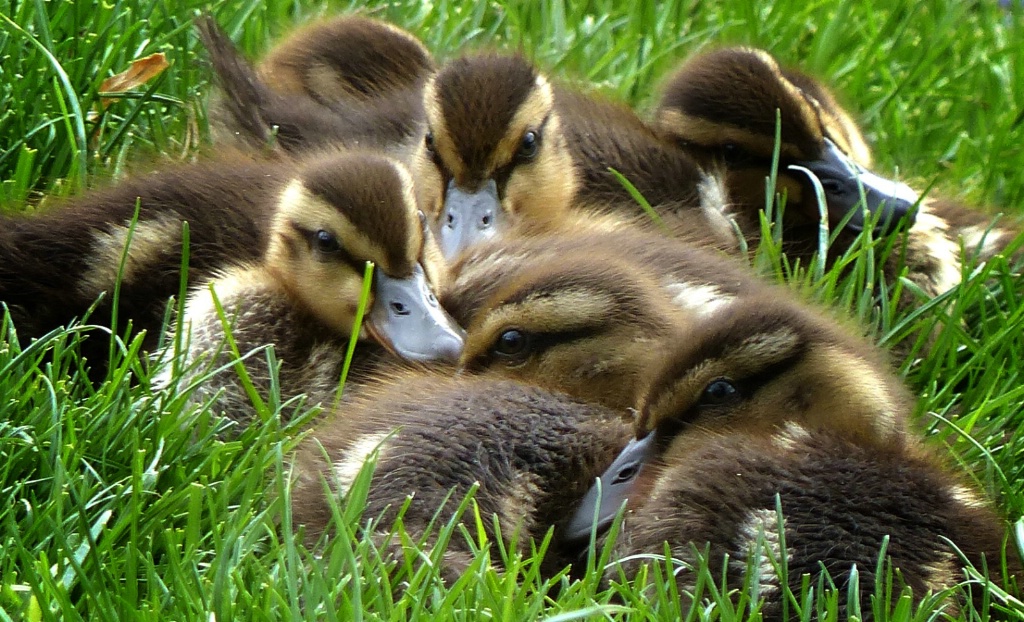 Mallard Ducklings