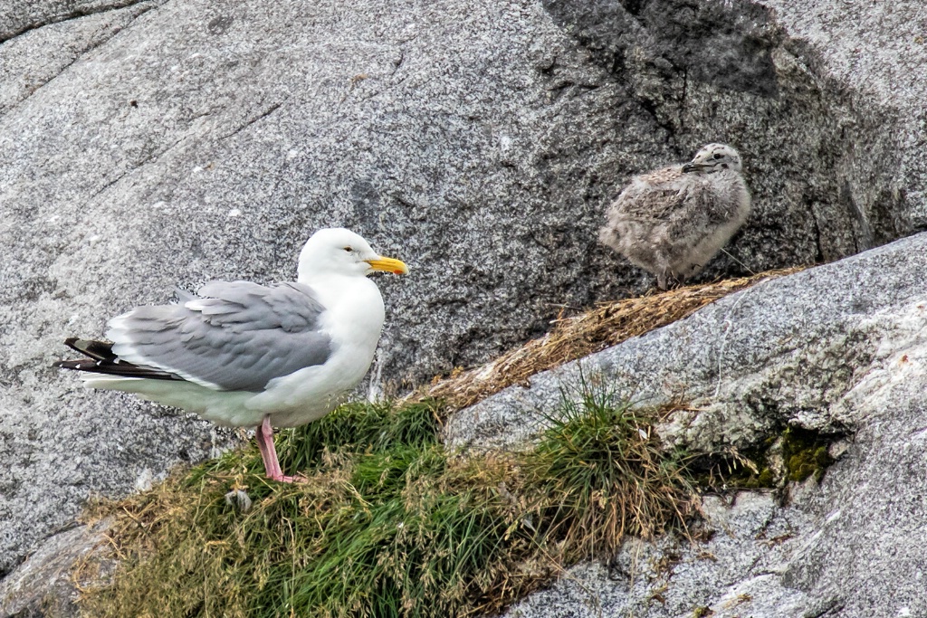 Red Legged Kittiwake And Chick  