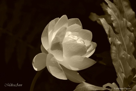 Water Lily in Sepia