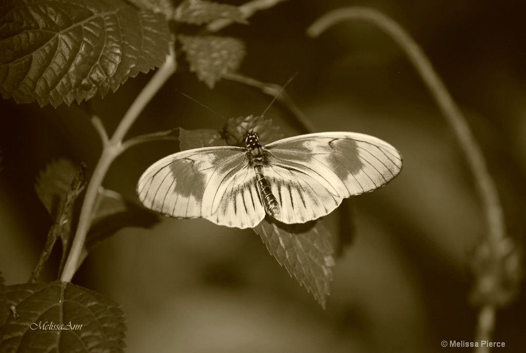 Sepia Butterfly