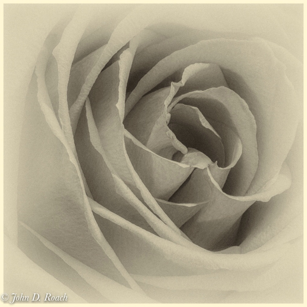 Rose Variations - A Study-14 - ID: 15680234 © John D. Roach