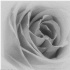 © John D. Roach PhotoID# 15680234: Rose Variations - A Study-14