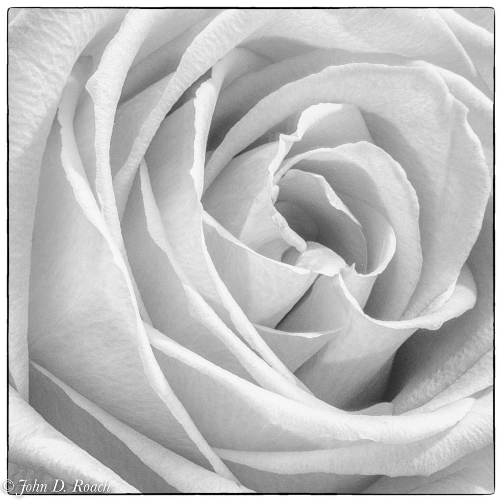 Rose Variations - A Study-15 - ID: 15680235 © John D. Roach
