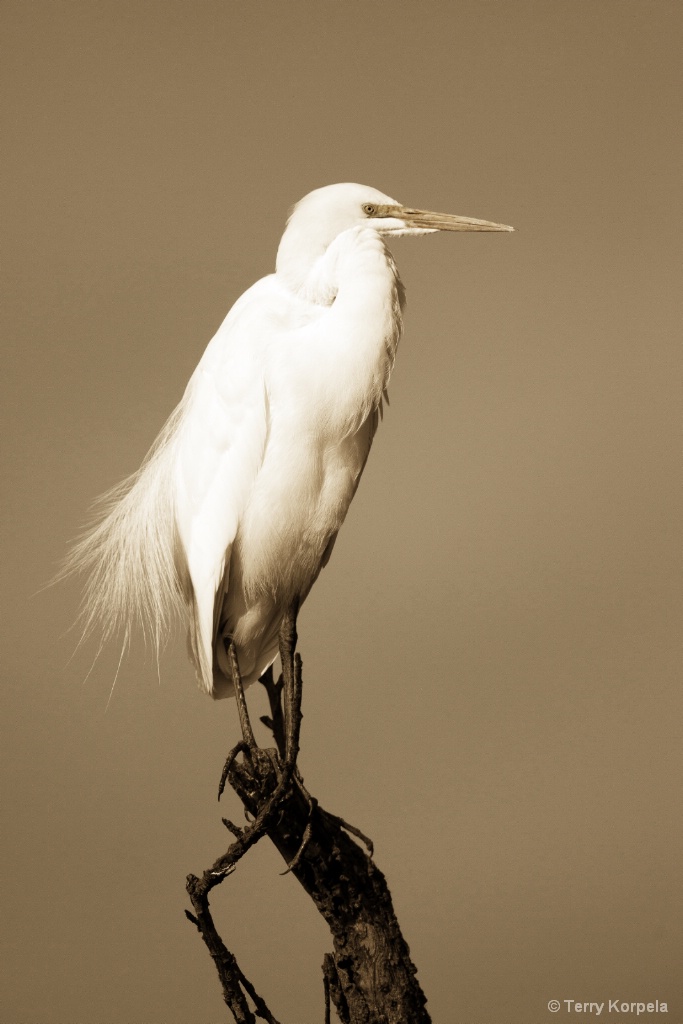 Great Egret - ID: 15680305 © Terry Korpela