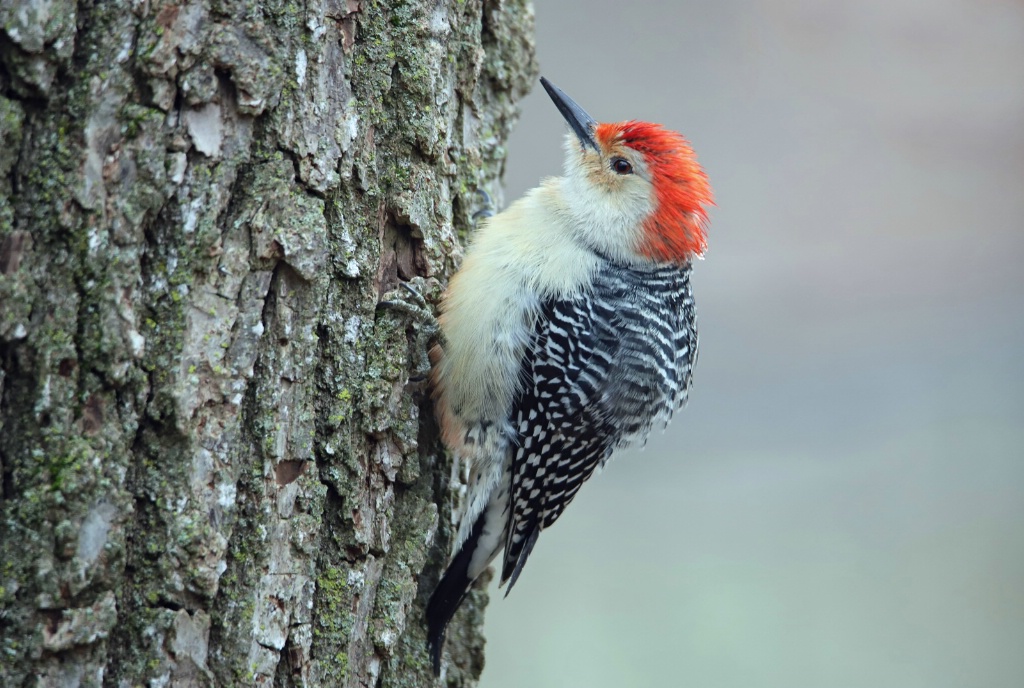 Cold Woodpecker