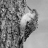 2Cold Woodpecker - ID: 15680330 © Rhonda Maurer