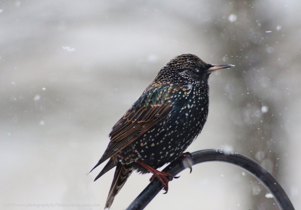 Starling and Snow - ID: 15680550 © Theresa Marie Jones