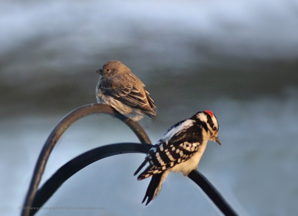 Two Birdies - ID: 15680557 © Theresa Marie Jones
