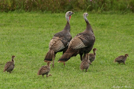 Turkey Family