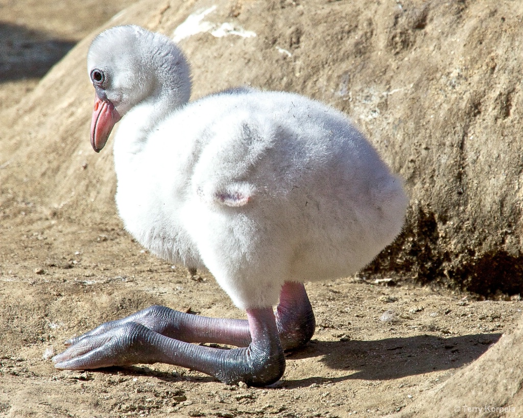 Baby Flamingo - ID: 15680584 © Terry Korpela