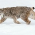 2Canada Lynx in Snow - ID: 15680642 © Joseph D. Hancock