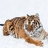 2Bengal Tiger in the Snow - ID: 15680656 © Joseph D. Hancock