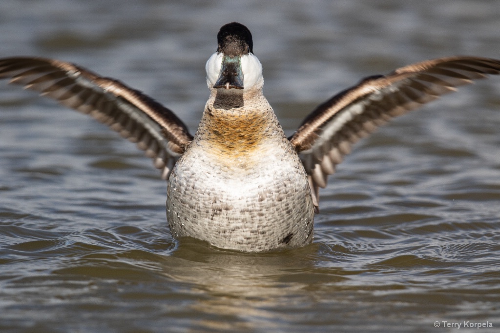 Ruddy Duck (male winter) - ID: 15680808 © Terry Korpela