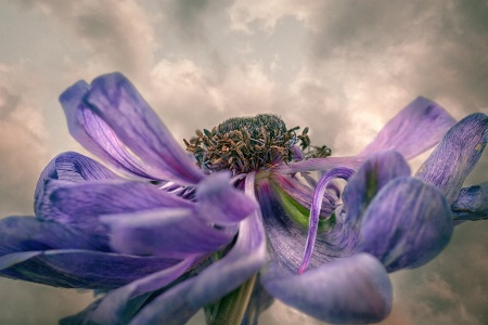 Anemone Against the Sky