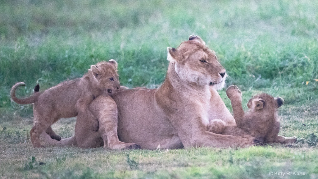 Two Cubs Playing with Mom in the Morning