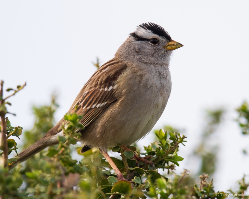 White-crowned Sparrow  (male) - ID: 15681208 © Terry Korpela