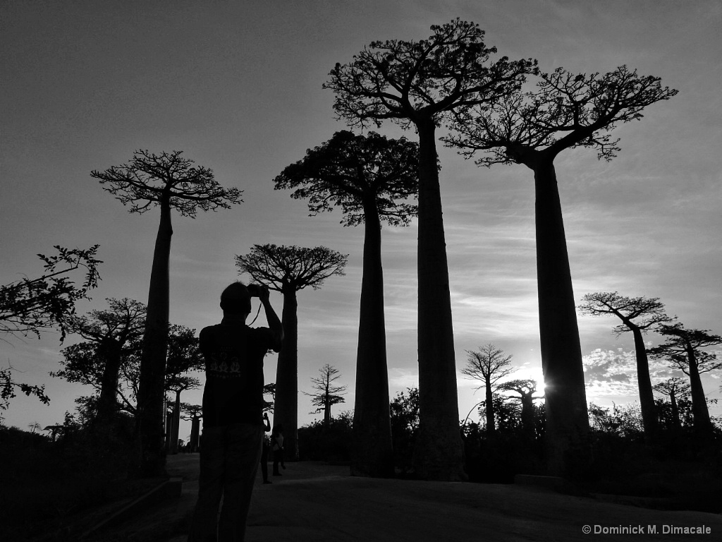 ~ ~ THE PHOTOGRAPHER AND THE BAOBABS ~ ~ 