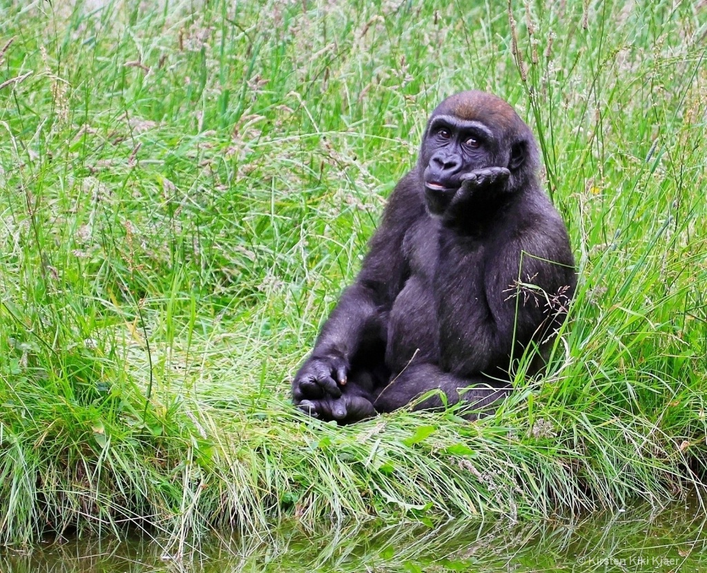 Baby Gorilla On His Own II