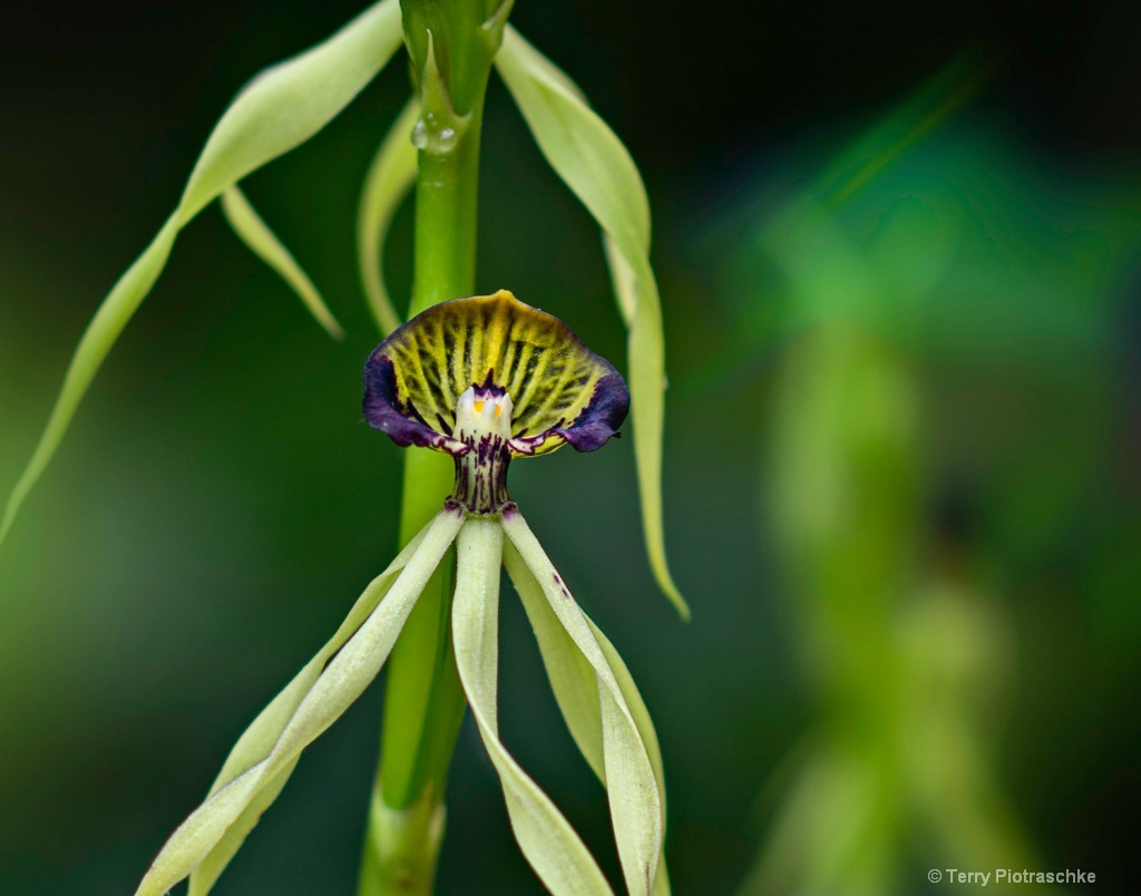 Teeny Tiny Orchid - ID: 15681272 © Terry Piotraschke